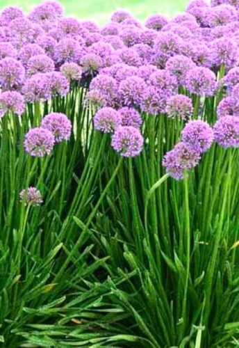Allium-millenium.jpg