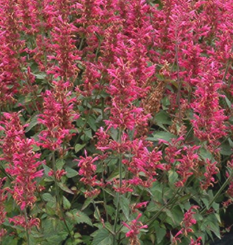 Agastache-Morello.jpg