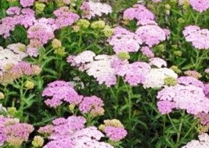 krwawnik pospolity "Apple Blossom" (łac. Achillea millefolium) kod: 2002