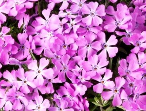 płomyk szydlasty "Fabulous Rose" (łac. Phlox subulata) kod: 1906