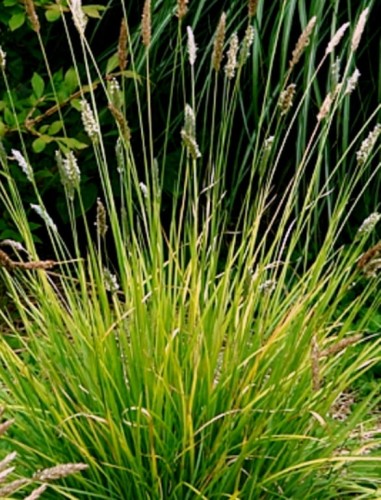 sesleria autum.jpg