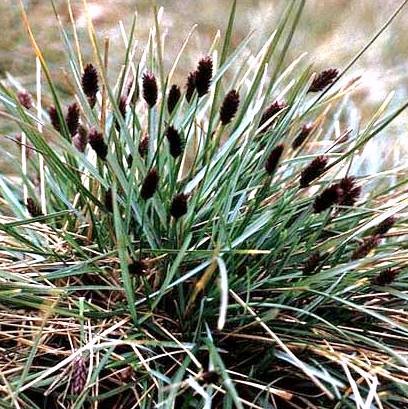 sesleria heuf.jpg
