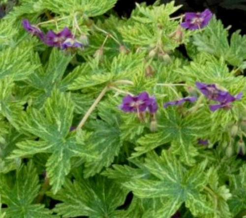 Geranium-Margaret-Wilson.jpg