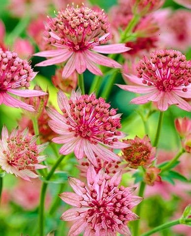 ASTRANTIA major Roma.jpg
