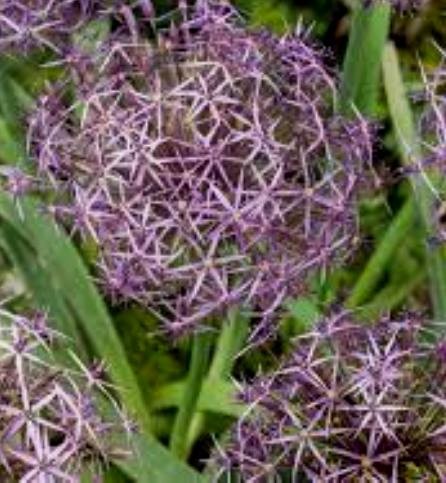 ALLIUM christophii.jpeg