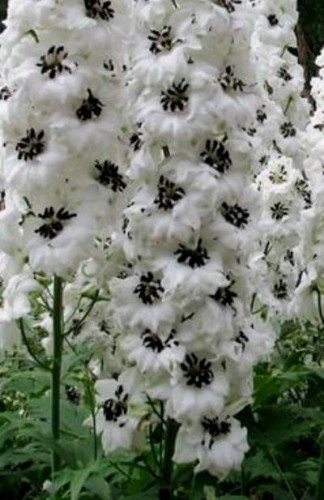 DELPHINIUM WhiteDark Bee.jpg