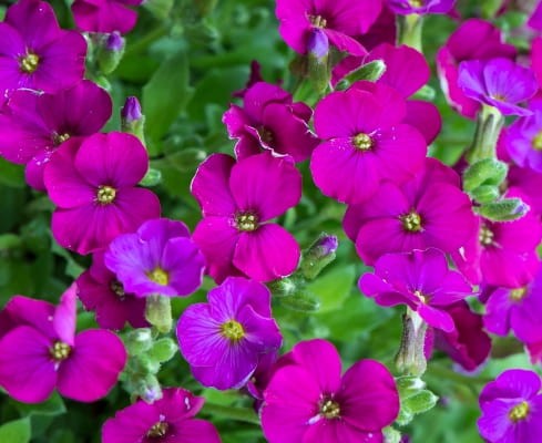 aubrieta_x_hybrida_regado_red.jpg