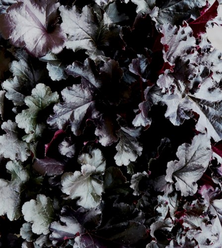 HEUCHERA  Black Pearl  PPAF PVR.jpeg