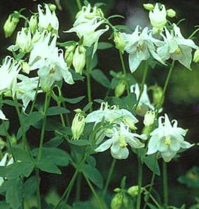 AQUILEGIA vulgaris Alba.jpg