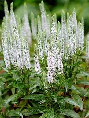 VERONICA spicata Snow Candles.jpg