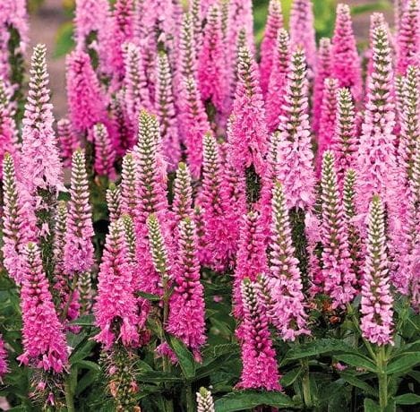 VERONICA longifolia Pink Damask.jpg