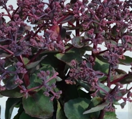 SEDUM telephium Seduction Hot Rose Dark Stems.jpg