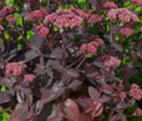 SEDUM telephium Seduction Cherry Chocolate.jpg