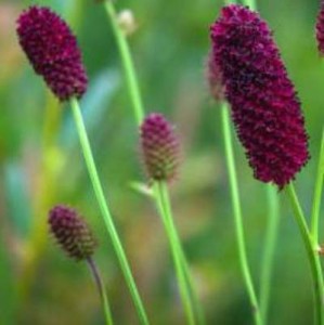 krwiściąg lekarski "Tanna" (łac. Sanguisorba officinalis) kod: 11226
