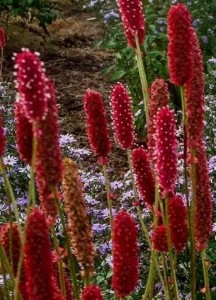 krwiściąg lekarski "Blackthorn" (łac. Sanguisorba officinalis) kod: 11225