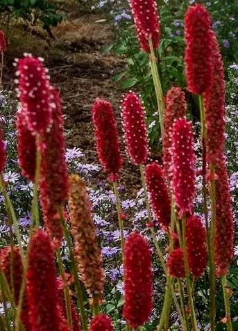 SANGUISORBA officinalis Blackthorn.jpg