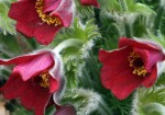sasanka zwyczajna "Rubra" (łac. Pulsatilla vulgaris) kod: 0338
