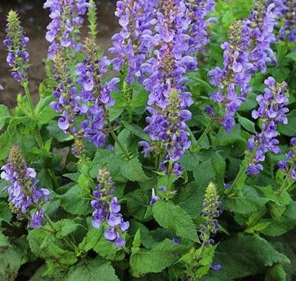 SALVIA nemorosa Marvel Sky Blue.jpeg