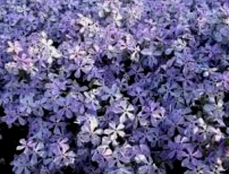 PHLOX divaricata Clouds of Perfume.jpeg