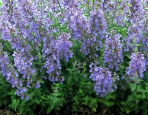 NEPETA x faassenii Junior Walker®.jpg