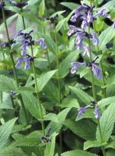 nepeta-souvenir-dandre-chaudron.jpg