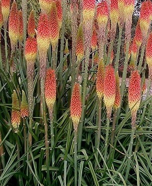 KNIPHOFIA uvaria Royal Castle Hybrids.jpg