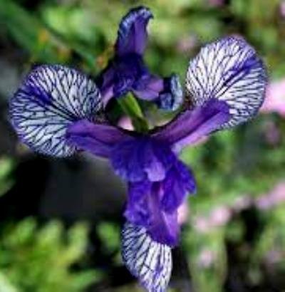 IRIS sibirica Flight of Butterflies.jpeg