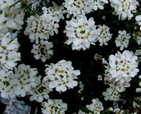 IBERIS sempervirens Fischbeck.jpg