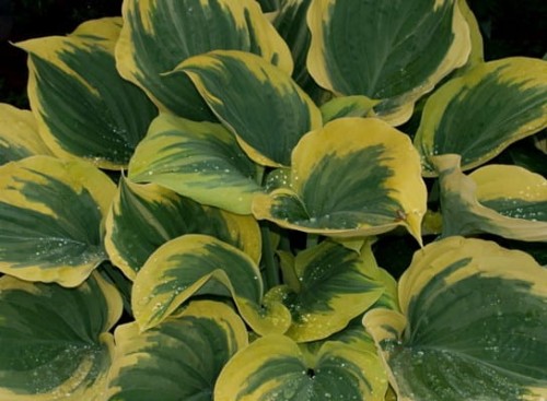 HOSTA  Liberty.jpg