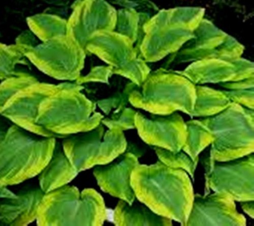 HOSTA  Climax.jpeg