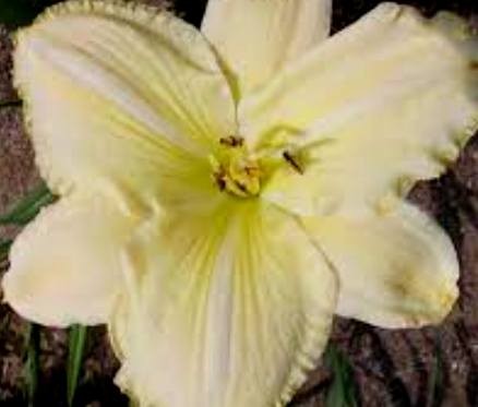 HEMEROCALLIS  White Dragon.jpeg