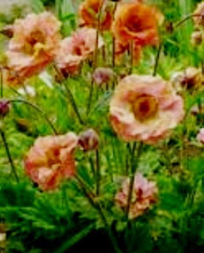 GEUM rivale Censation ™ 'Apricot Pearl.jpg
