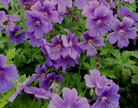 GERANIUM wallichianum Bloom Me Away.jpg