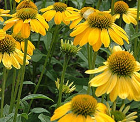 ECHINACEA purpurea Sombrero® Lemon Yellow.jpg