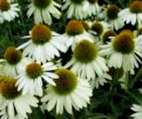 ECHINACEA purpurea Sombrero® Blanco.jpeg
