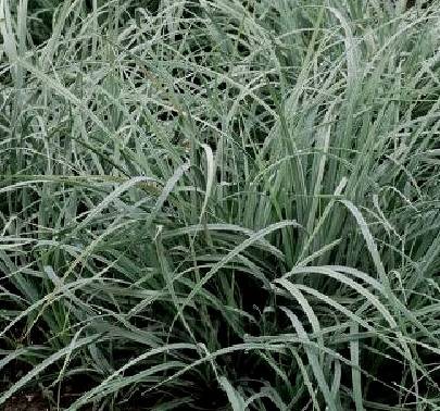CAREX panicea Pamira.jpeg