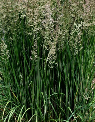 CALAMAGROSTIS acutiflora Waldenbuch.jpg