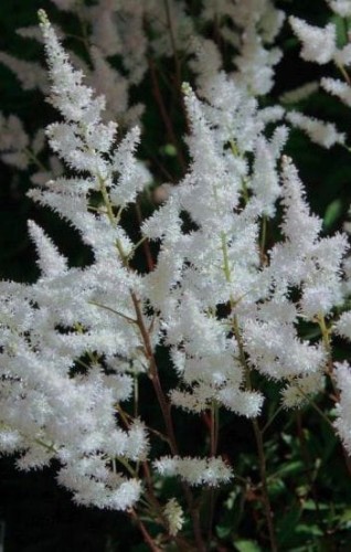 ASTILBE x arendsii Bumalda.jpg
