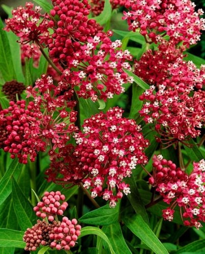 ASCLEPIAS incarnata Soulmate.jpeg