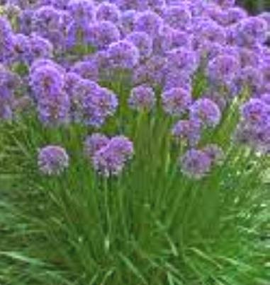 ALLIUM  Medusa Hair.jpeg