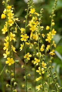 rzepik pospolity (łac. Agrimonia eupatoria) kod: 11178