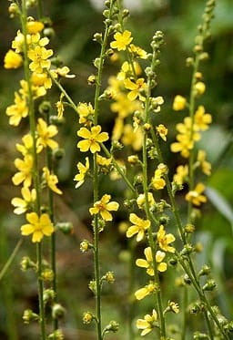 AGRIMONIA eupatoria.jpeg