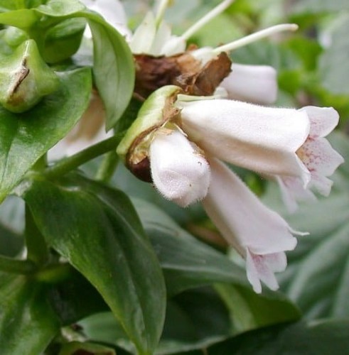 Hemiboa subcapitata.jpg