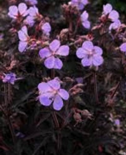 Geranium  Hocus Pokus.jpeg