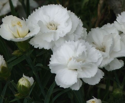 dianthus plumarius haytor white.jpg
