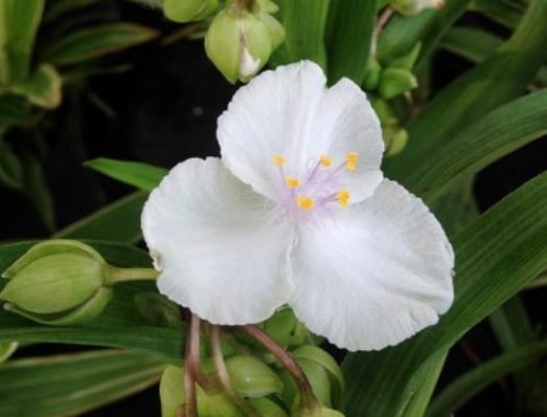tradescantia virginiana inoccente.jpg