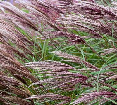 miscanthus sinensis red chief.jpg