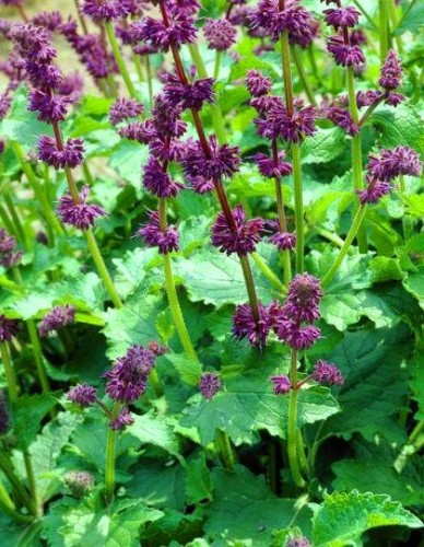 salvia verticillata.jpeg