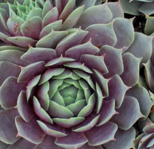 sempervivum purple quartz.jpg