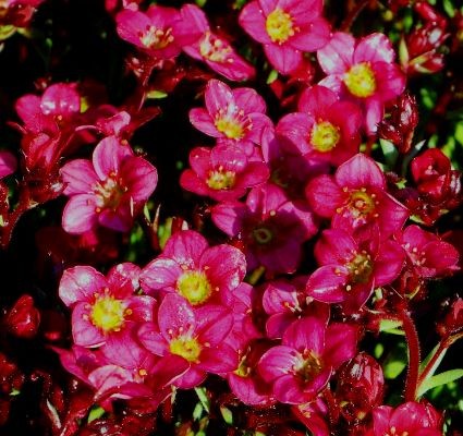 saxifraga arendsii pixi pan red.jpg